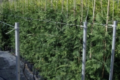 Leylandii 